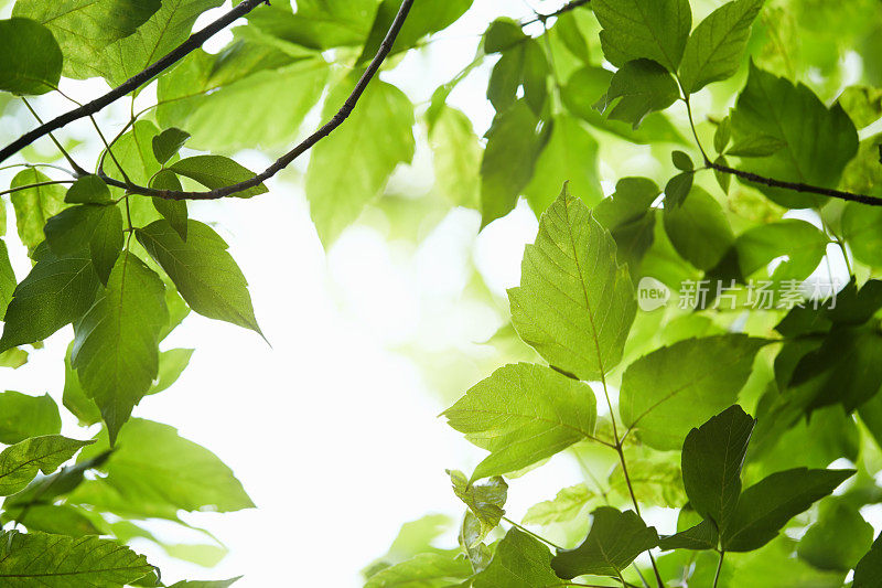 夏日嫩绿的树叶营造出一种自然的氛围