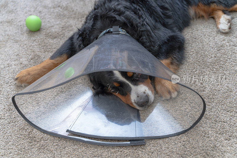 伯恩斯山地犬，泽南猎犬，在眼部手术后戴着恢复项圈休息。
