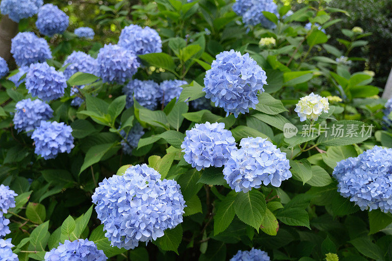 夏日鲜花盛开