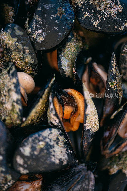 开壳贻贝&准备煮贻贝