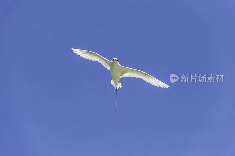 红尾热带鸟，红尾热带鸟。它是最稀有的热带鸟类，但仍然是一种广泛存在的鸟类，不认为受到威胁。Papahānaumokuākea海洋国家纪念碑，中途岛，中途岛环礁，夏威夷群岛