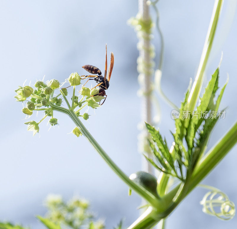 一个小黄蜂从一朵花上喂食的特写