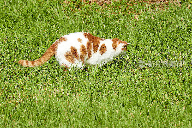 猫在草地上聚精会神地看着