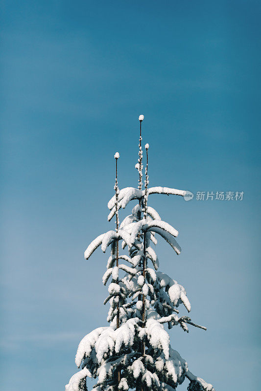 冬天的雪在树梢