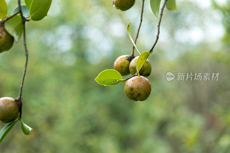 成熟的山茶籽树上结满了果实