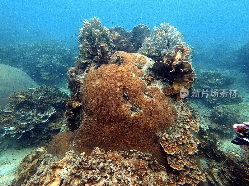 泰国古道海洋生物