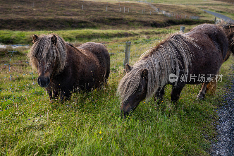 两匹设得兰矮种马在路边吃草