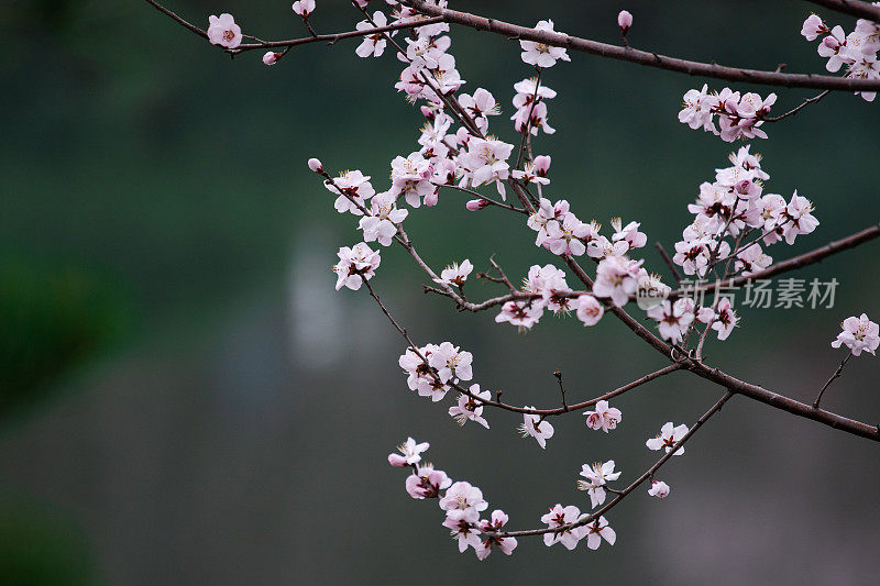 春天樱花盛开