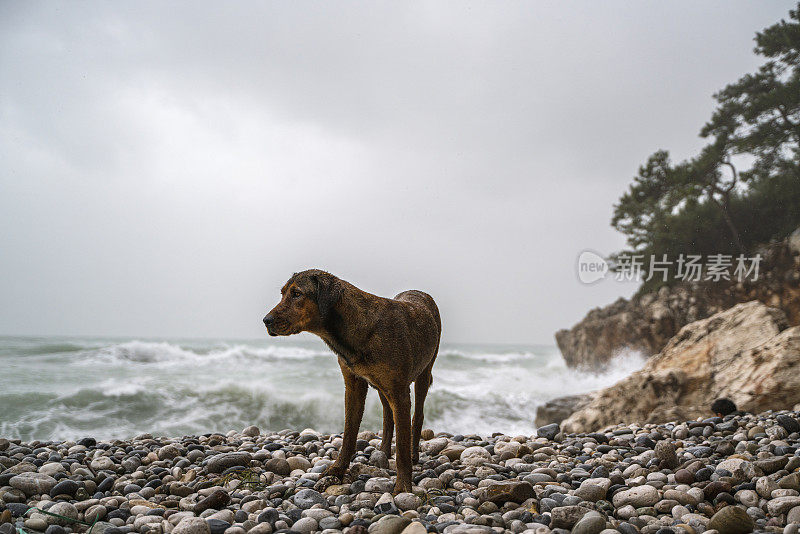 下雨天在海滩上寻找食物的流浪狗