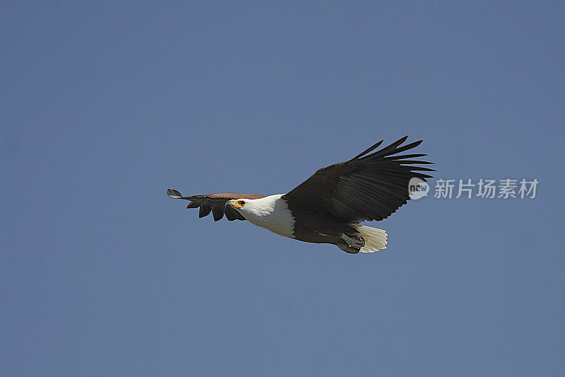 美国Fish-Eagle