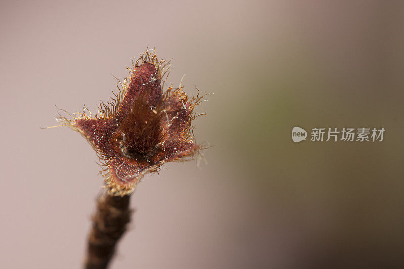 杜鹃花张开枯死的豆荚