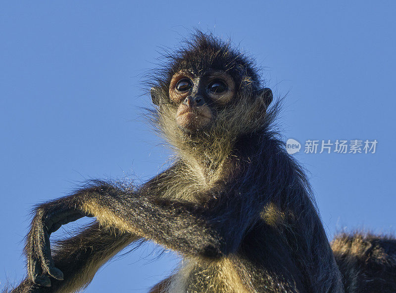 卡曼湖附近尤卡坦半岛仙喀安生物圈保护区的野生蜘蛛猴