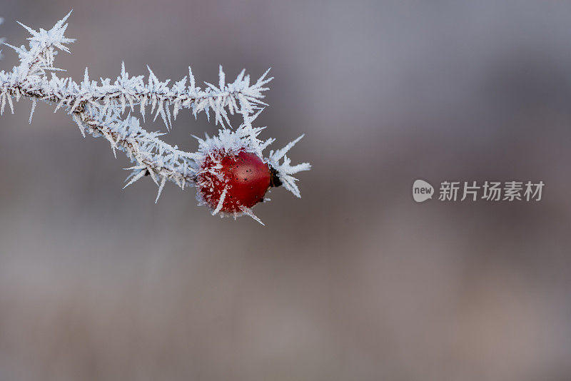 森林蔷薇果在冬季