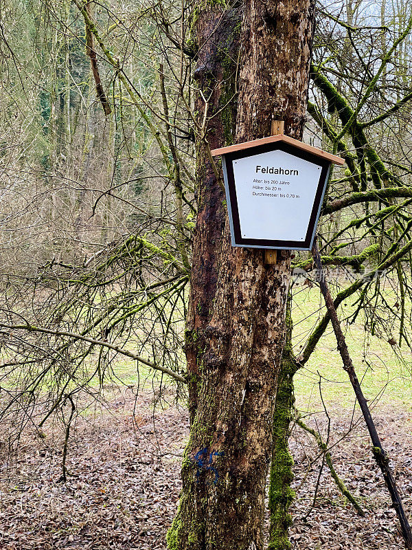 田野枫树与信息标志包括年龄，高度和直径