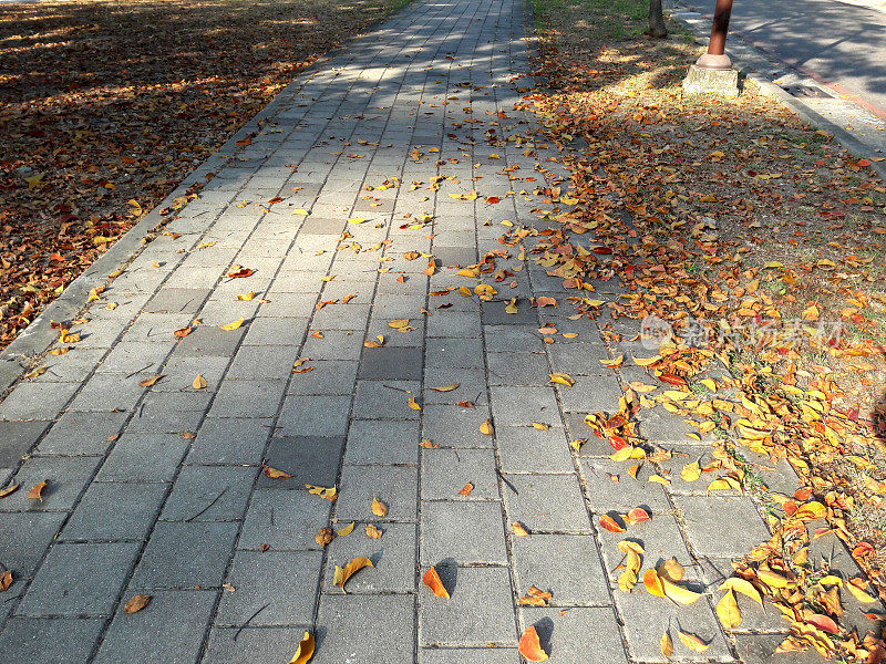 下午，阳光照耀着金色的树叶飘落在石头路上