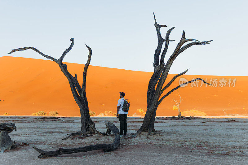 在纳米比亚的日出期间，人旅行者探索与树木和沙丘的索苏雷沙漠景观