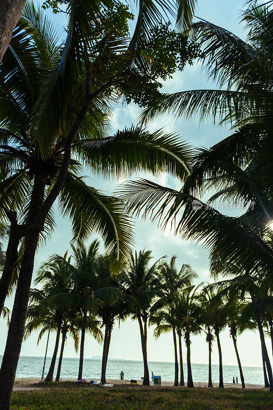 椰子林区
