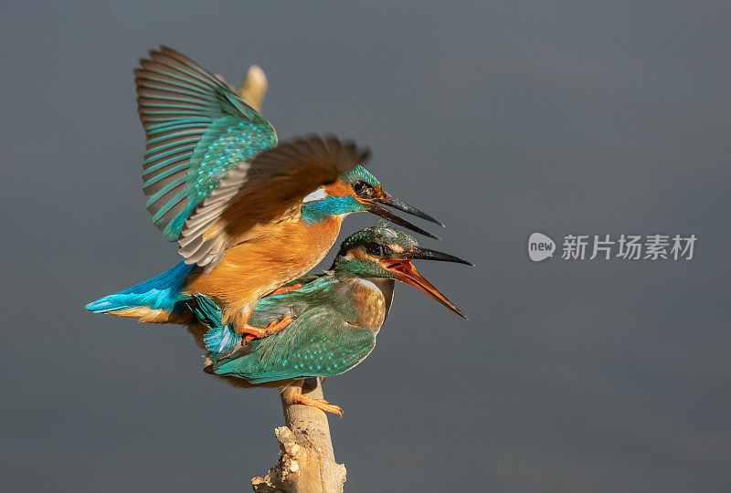 普通翠鸟交配