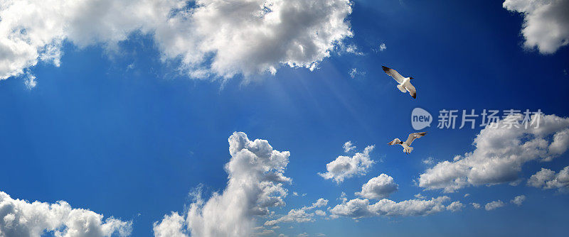 两只海鸥飞过晴朗的蓝天和白云