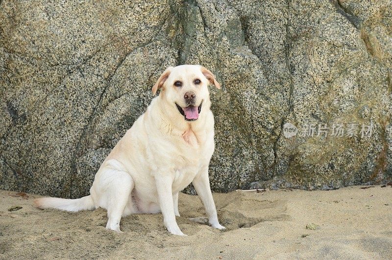 加州大苏尔的拉布拉多寻回犬