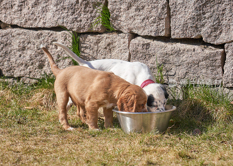 工作可卡犬和英国塞特犬，挪威奥斯陆