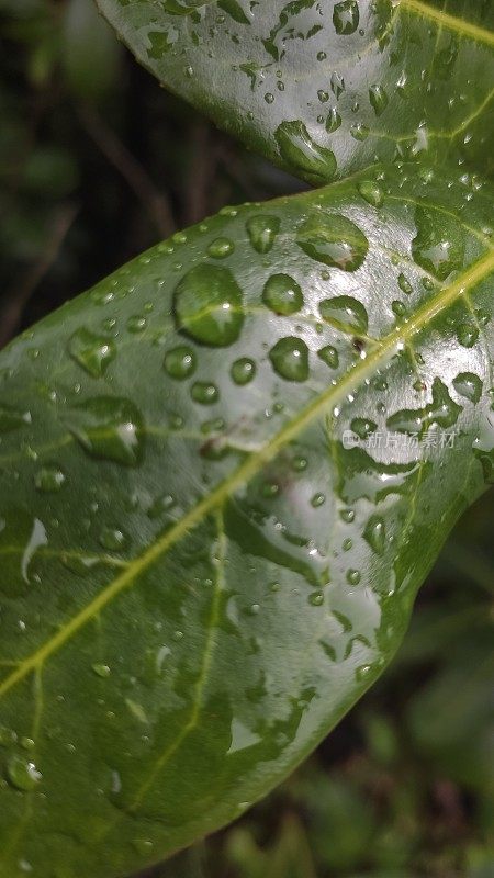 小雨打在树叶