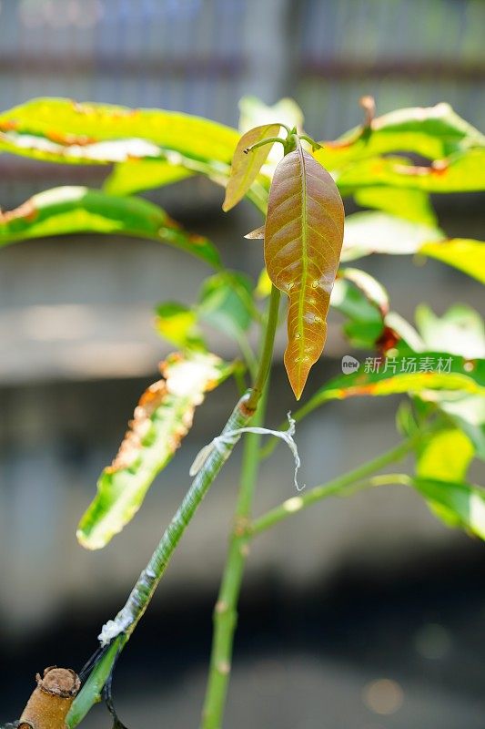 移植手术在花园里的芒果树