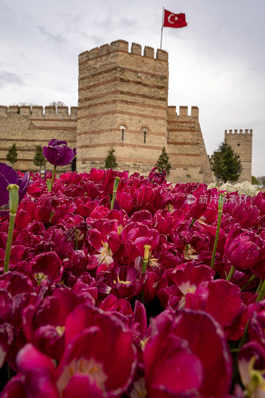 伊斯坦布尔拜占庭墙上的红色郁金香。