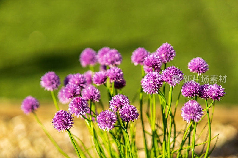 韭菜上的紫色花