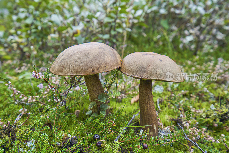 野生蘑菇生长在冰岛高地的各种风景在美丽和独特的岛国冰岛在欧洲