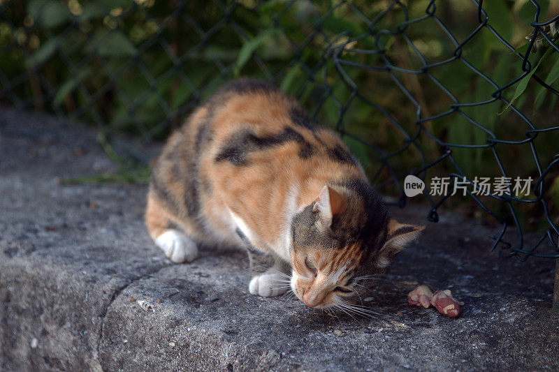 流浪猫在吃东西