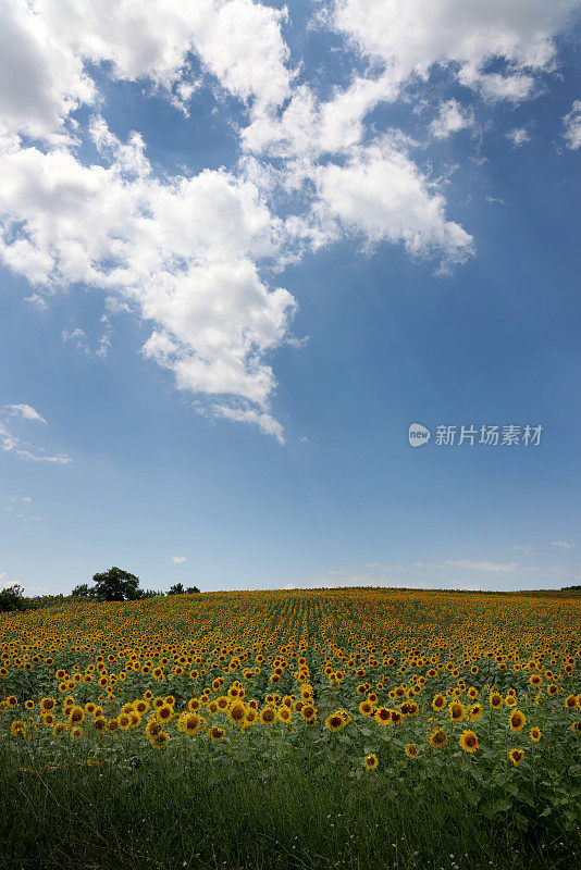 向日葵田