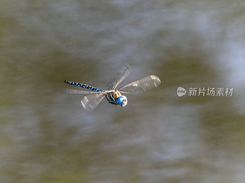 俄勒冈州威拉米特山谷湿地池塘上空的蓝色蜻蜓