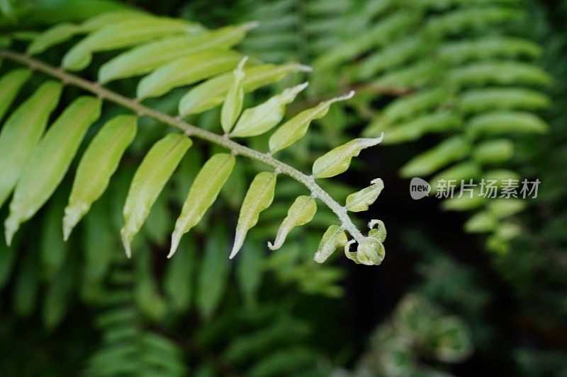 绿色的蕨类植物