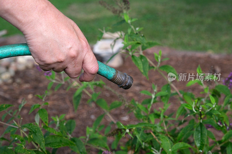 在花园里，这张照片显示了一只手拿着软管试图给植物浇水