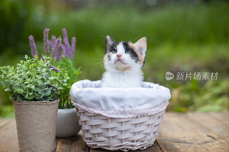 后院的篮子里有一只可爱的小猫