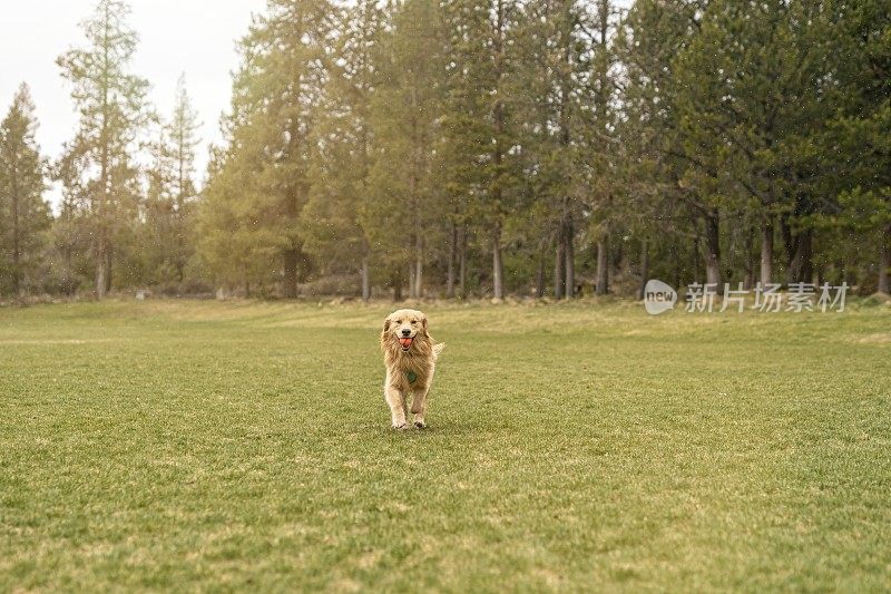 快乐的金毛寻回犬在玩fetch