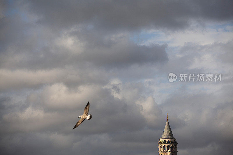 历史伊斯坦布尔的加拉塔和飞行的海鸥