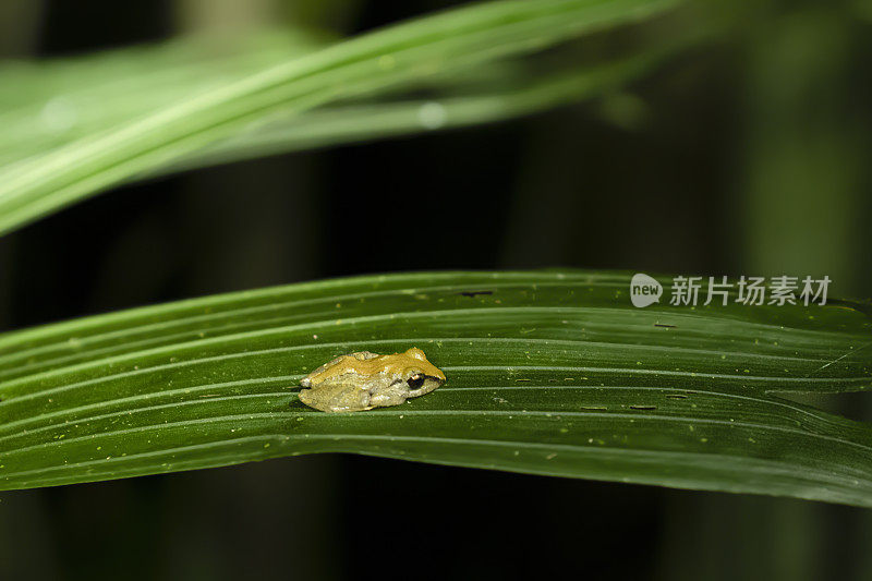 侏儒雨蛙