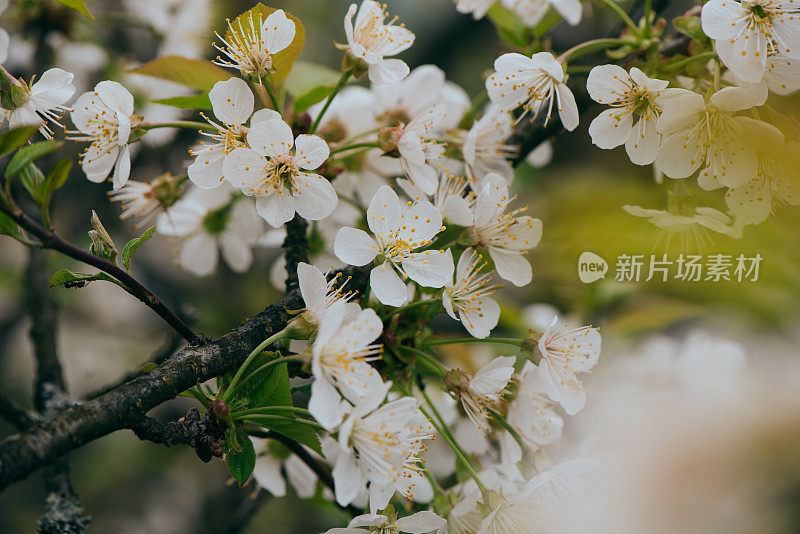 春天白色花朵