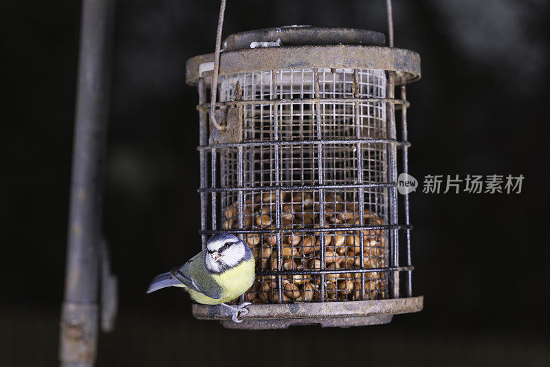 蓝山雀在喂鸟器上