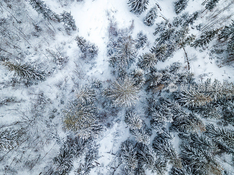 冬天的风景在雾与雪和树枝覆盖着白霜和冰冻的雪。高质量的照片