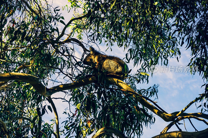 澳大利亚树上的考拉。