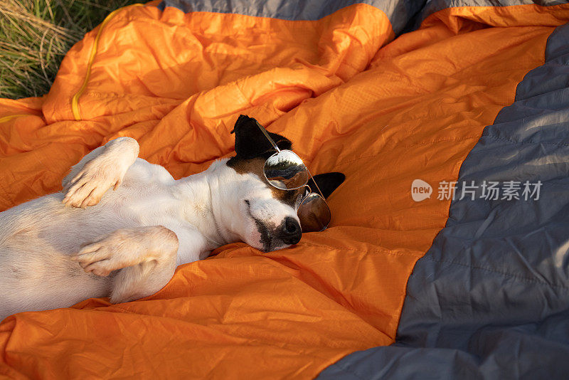 可爱的狗带着太阳镜躺在睡袋在大自然