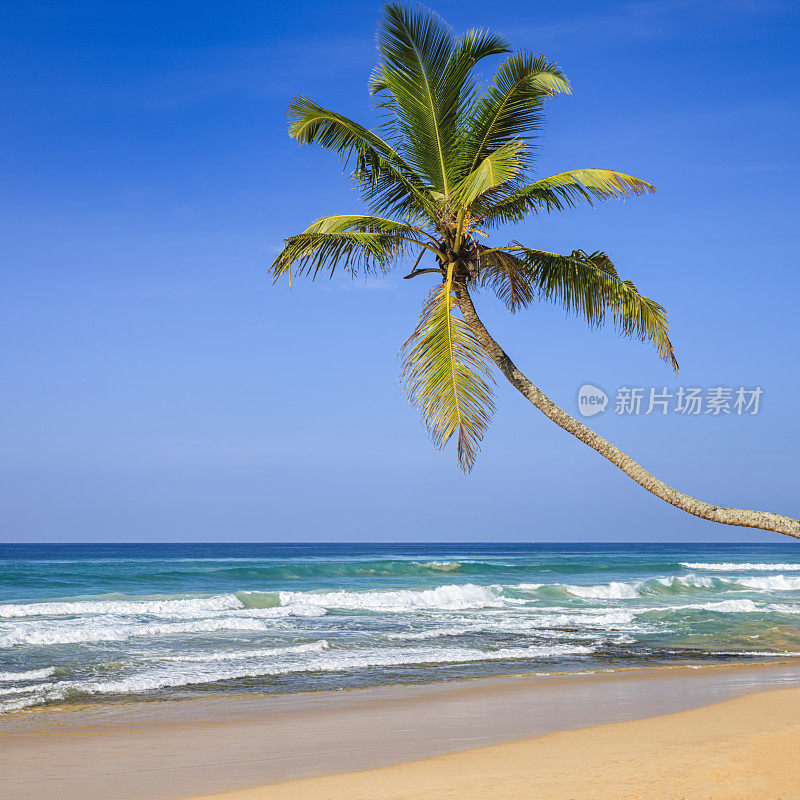 天堂-海，棕榈树，热带海滩，斯里兰卡