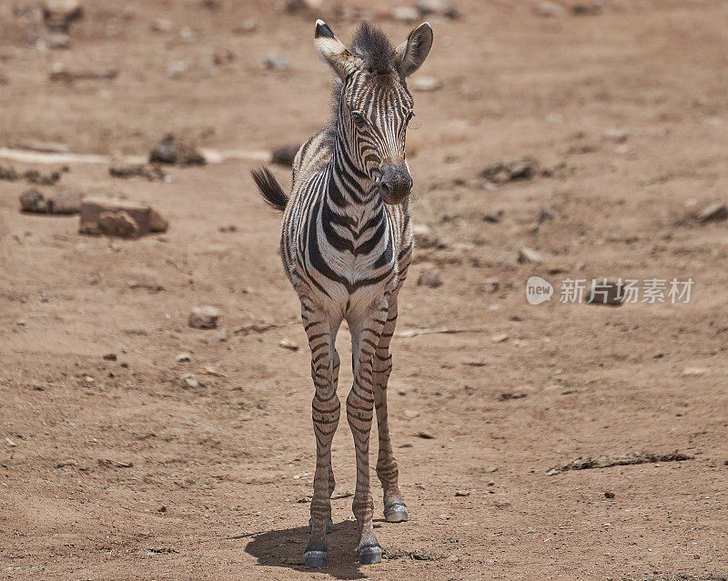 夏天在南非美丽的兰斯堡国家公园的野生斑马