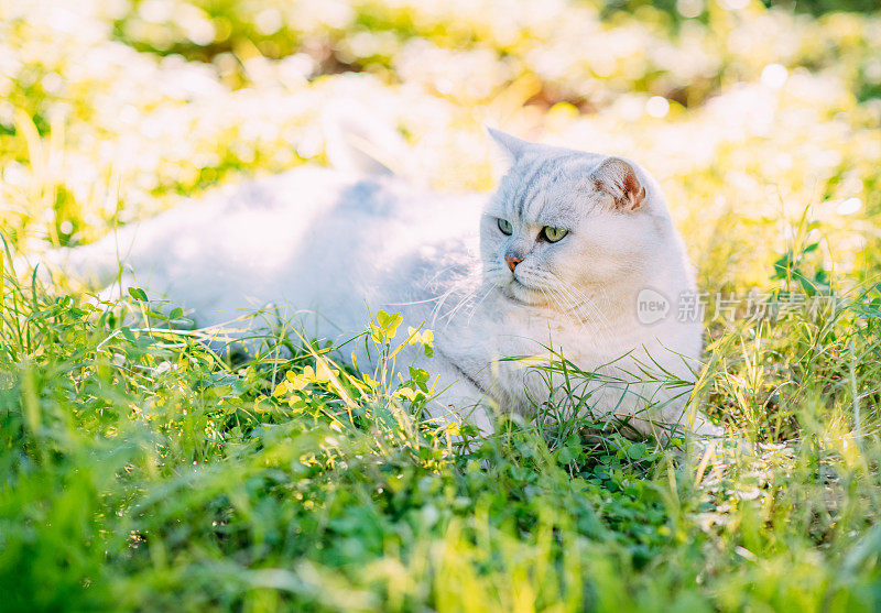 英国短毛猫躺在绿草地上