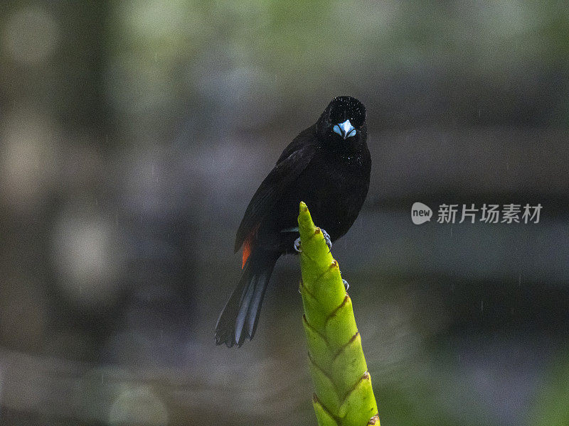 下雨天的红臀唐纳格