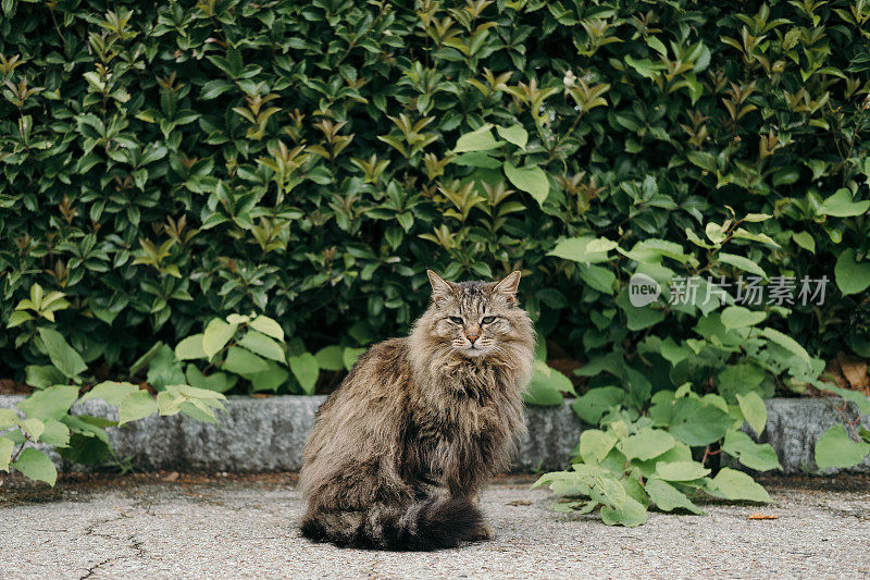 坐在植物前的长毛猫