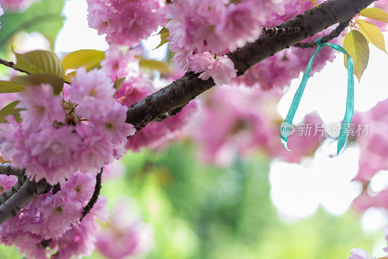 春天，粉红色樱花的枝条上挂着一条蓝丝带